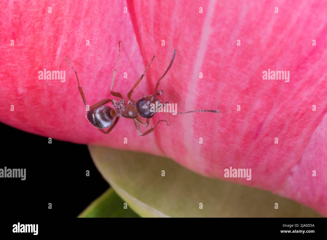 Nahaufnahme einer braunen Ameise, die auf einer rosa Pfingstrose sitzt Stockfoto