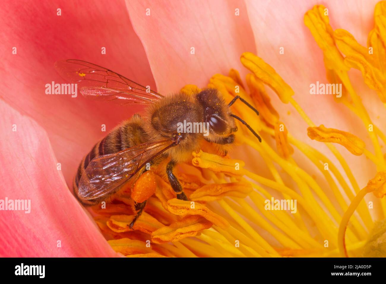 Nahaufnahme der Bienen, die Pollen in der rosa Pfingstrose sammeln Stockfoto