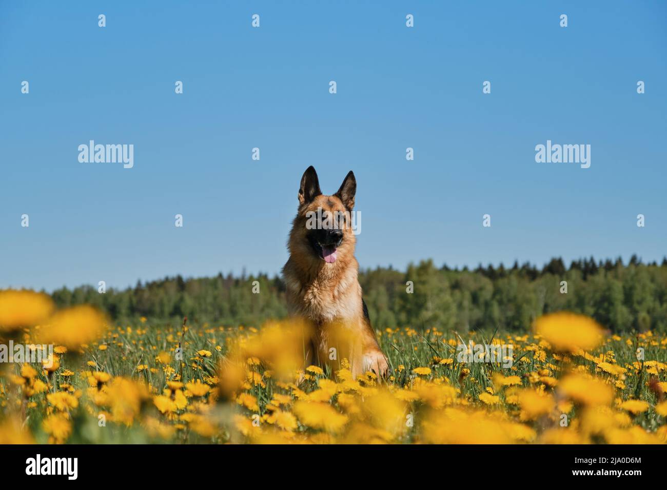 Junger Deutscher Schäferhund sitzt im Feld der gelben Dandelionen auf dem Land und posiert vor dem Hintergrund des klaren blauen Himmels am sonnigen Frühlingstag. Vollblut d Stockfoto