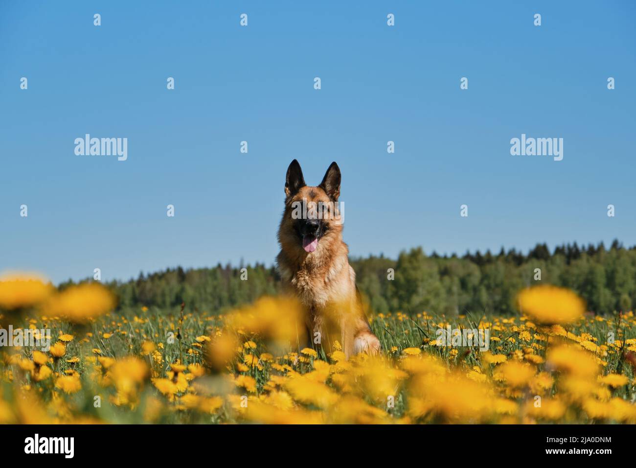 Junger Deutscher Schäferhund sitzt im Feld der gelben Dandelionen auf dem Land und posiert vor dem Hintergrund des klaren blauen Himmels am sonnigen Frühlingstag. Vollblut d Stockfoto
