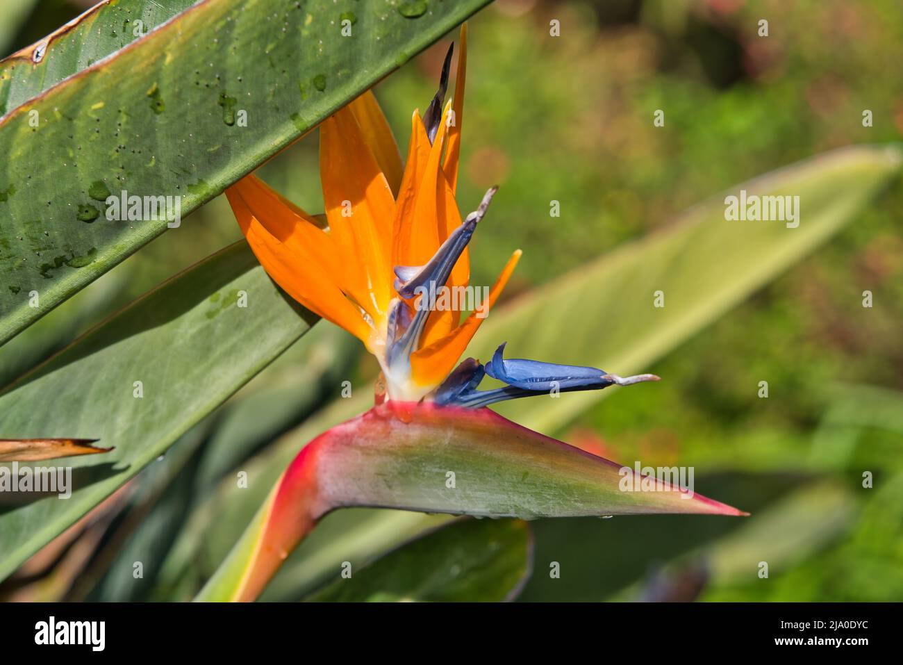 Die Blume des Paradiesvogels. Kranblüte, Strelitzia reginae
