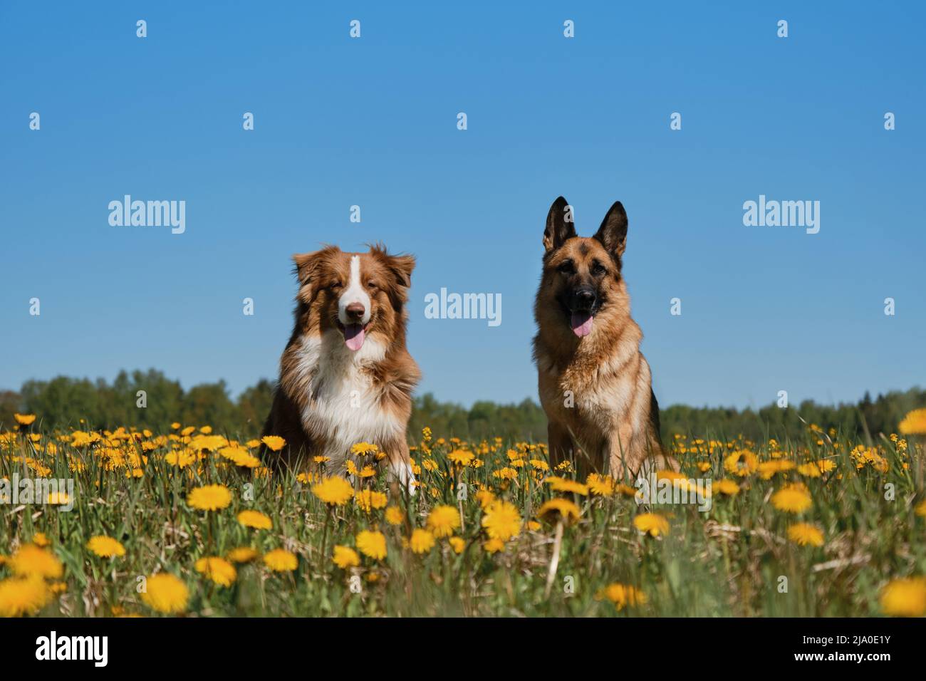 Deutsche und australische Schäferhunde sitzen am sonnigen Frühlingstag Seite an Seite im Feld der gelben Elendelionen und posieren. Zwei reinrassige Haushunde im wilden Fluss Stockfoto