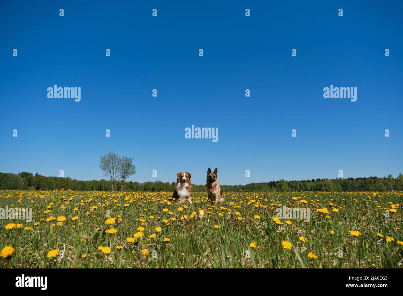 Deutsche und australische Schäferhunde sitzen am sonnigen Frühlingstag Seite an Seite im Feld der gelben Elendelionen und posieren. Zwei reinrassige Haushunde im wilden Fluss Stockfoto