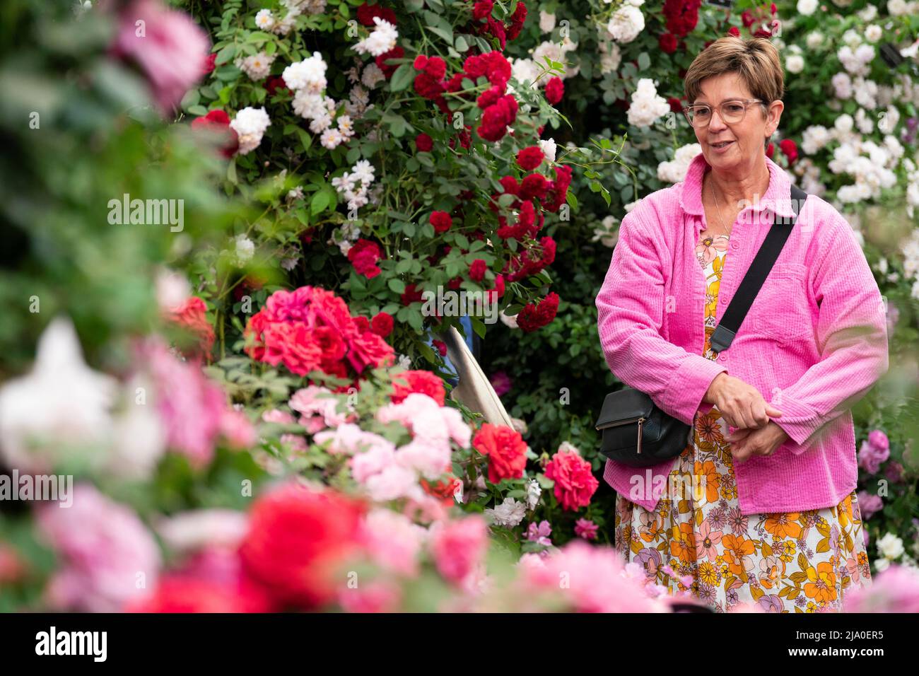 Ein Besucher sieht sich während der RHS Chelsea Flower Show im Royal Hospital Chelsea, London, eine Rosenschau an. Bilddatum: Donnerstag, 26. Mai 2022. Stockfoto