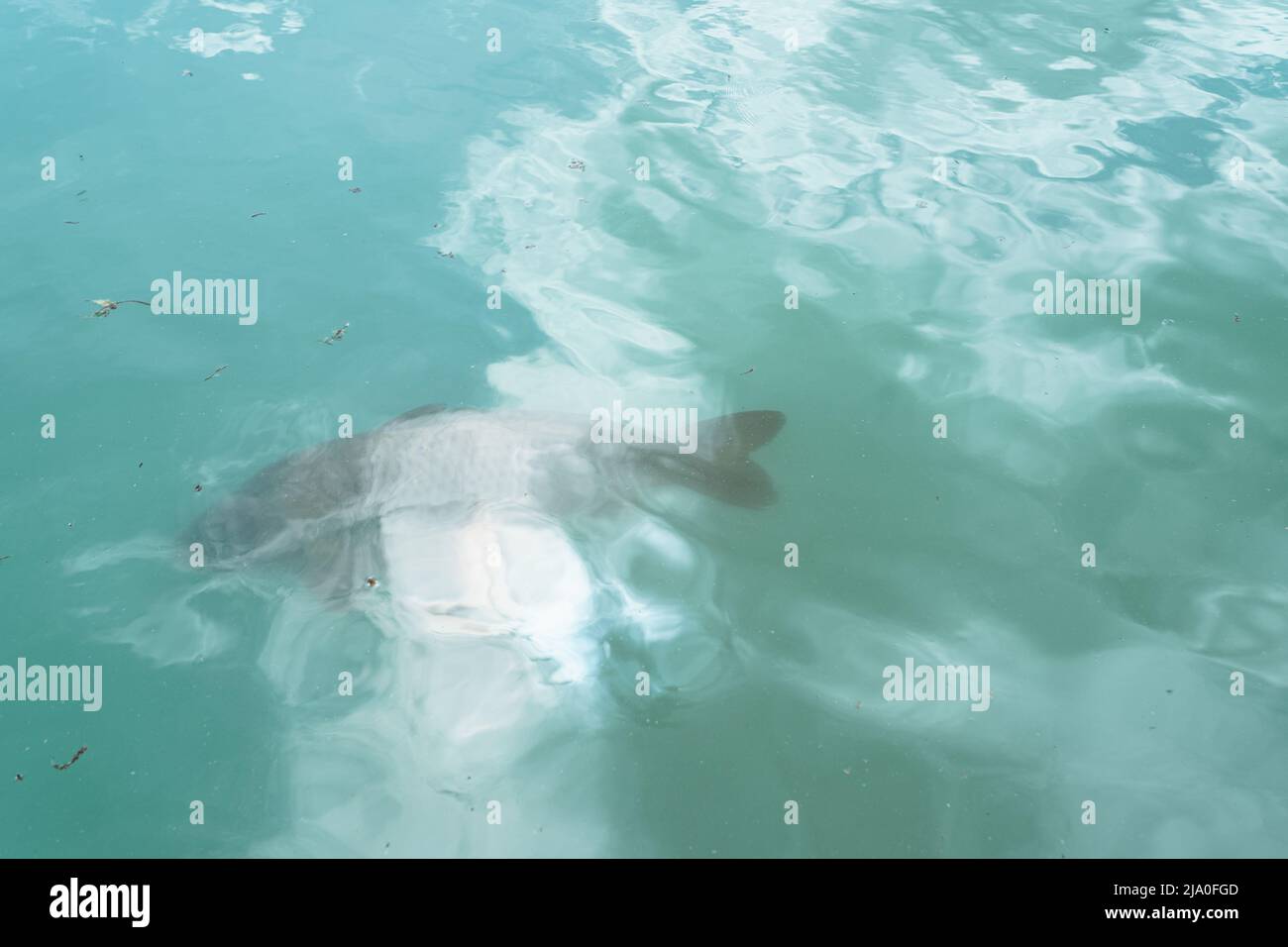 Schauen Sie durch das Wasser auf Fische. Beobachten Sie Fische durch türkisfarbene Wasseroberflächen des Meeres oder Sees. Verschwommene, weiche Schärfe, bewegte Wasserstruktur Stockfoto