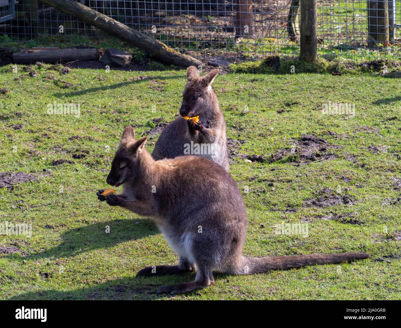 Zwei Wallabies genießen einen Snack bei warmem Sonnenschein Stockfoto