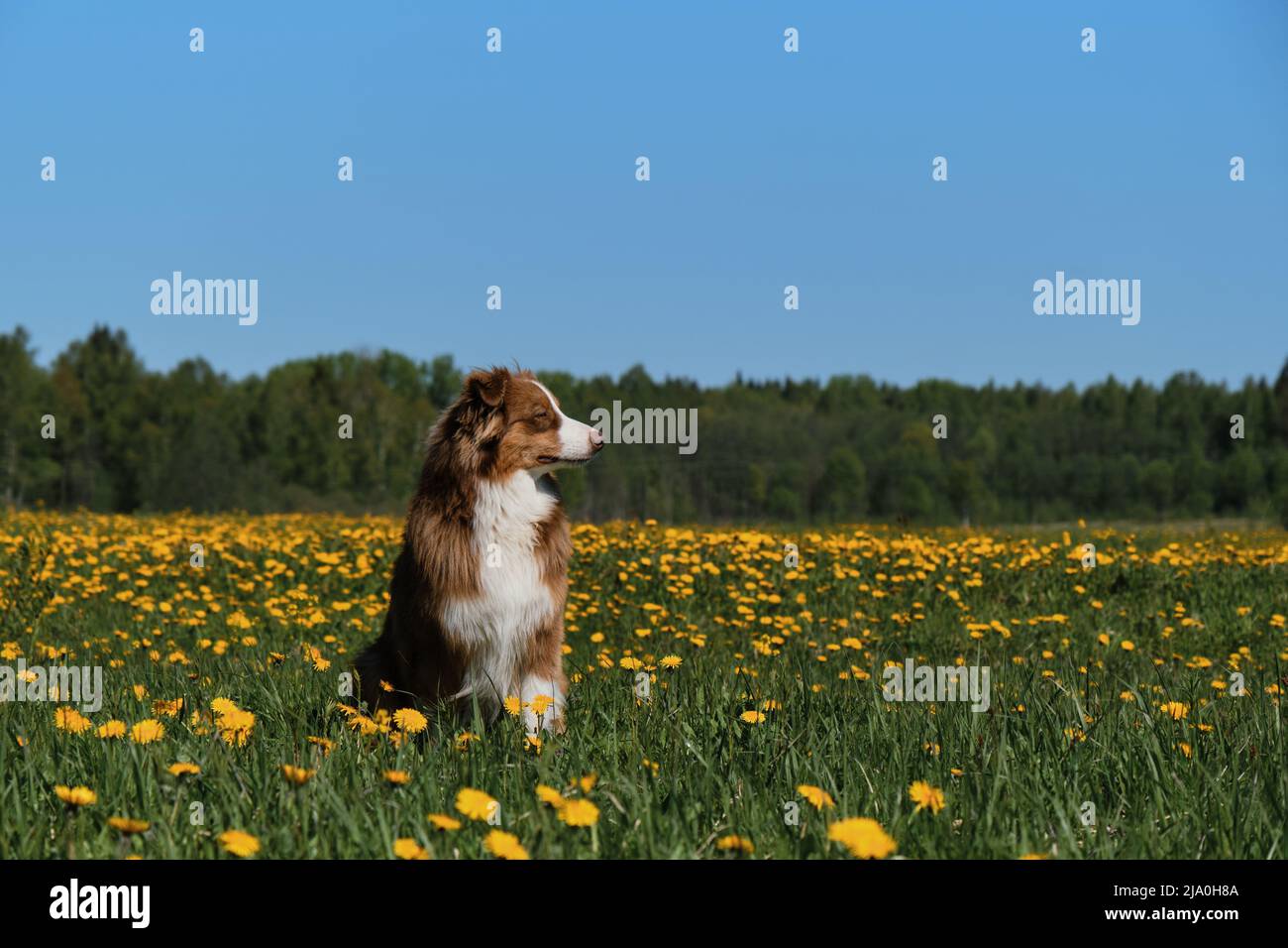 Der junge braune australische Schäferhund sitzt im Dorf auf dem Feld der gelben Dornen und posiert am sonnigen Frühlingstag gegen den klaren blauen Himmel. Stockfoto