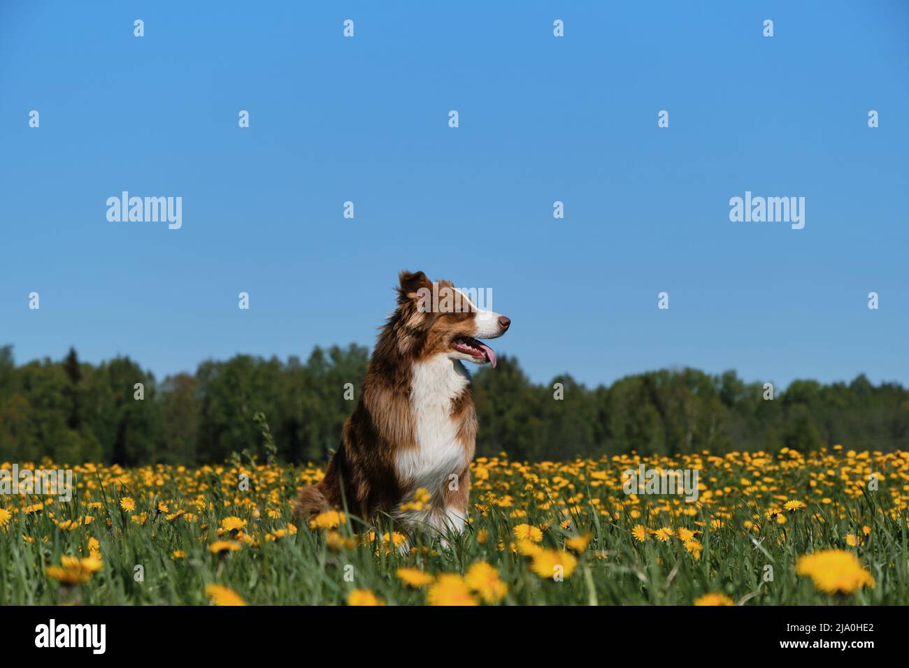 Der junge braune australische Schäferhund sitzt im Dorf auf dem Feld der gelben Dornen und posiert am sonnigen Frühlingstag gegen den klaren blauen Himmel. Stockfoto