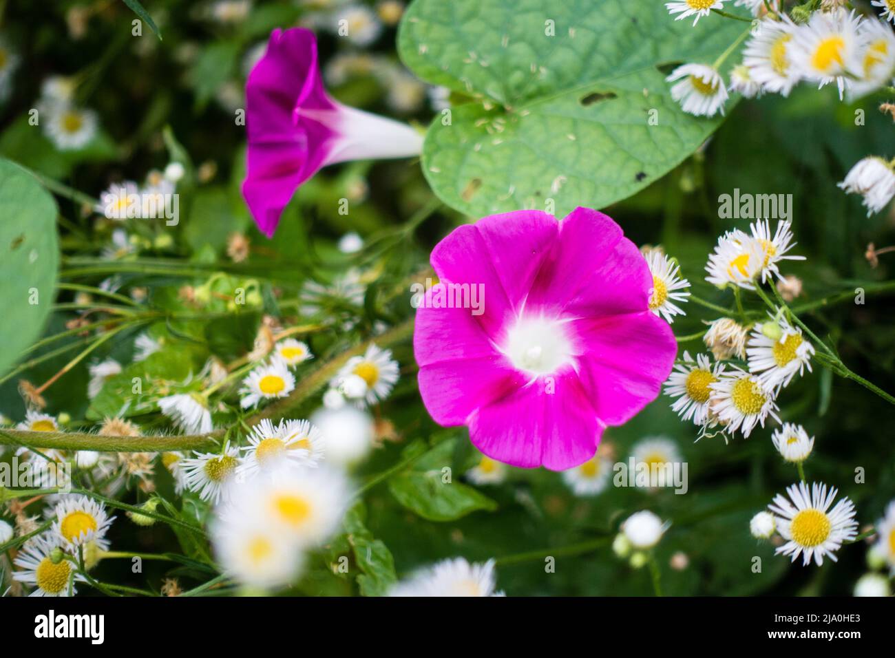 Eine Nahaufnahme von rosa Morgenruhm, Calystegia macrostegia blüht in den Wäldern von Uttarakhand, dem nördlichen Bundesstaat Indien.Valley of Flowers. Stockfoto