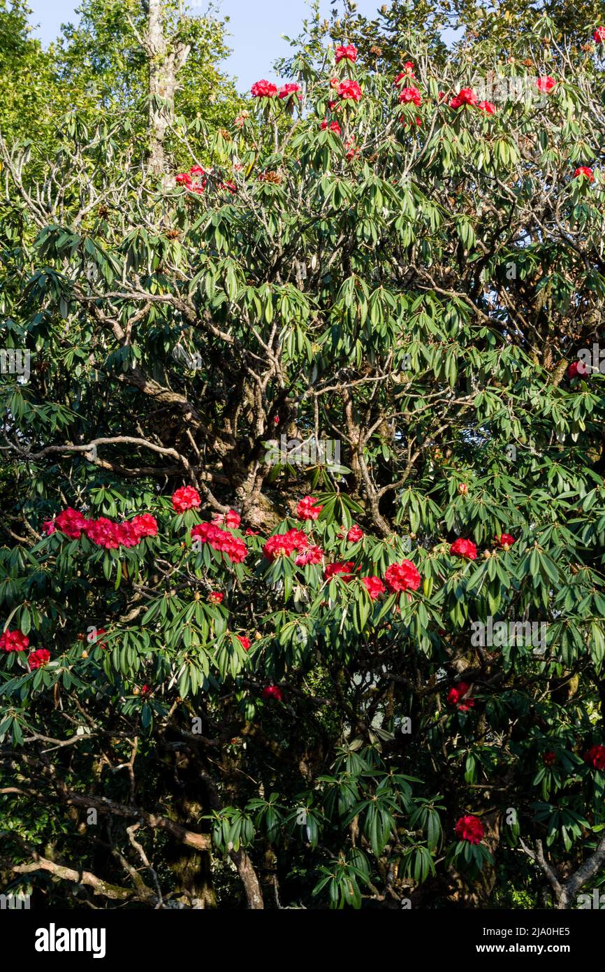 Buransh, Rhododendron Arboreum Bäume im Wald mit blühenden roten Blumen im Himalaya. Uttarakhand Indien Stockfoto