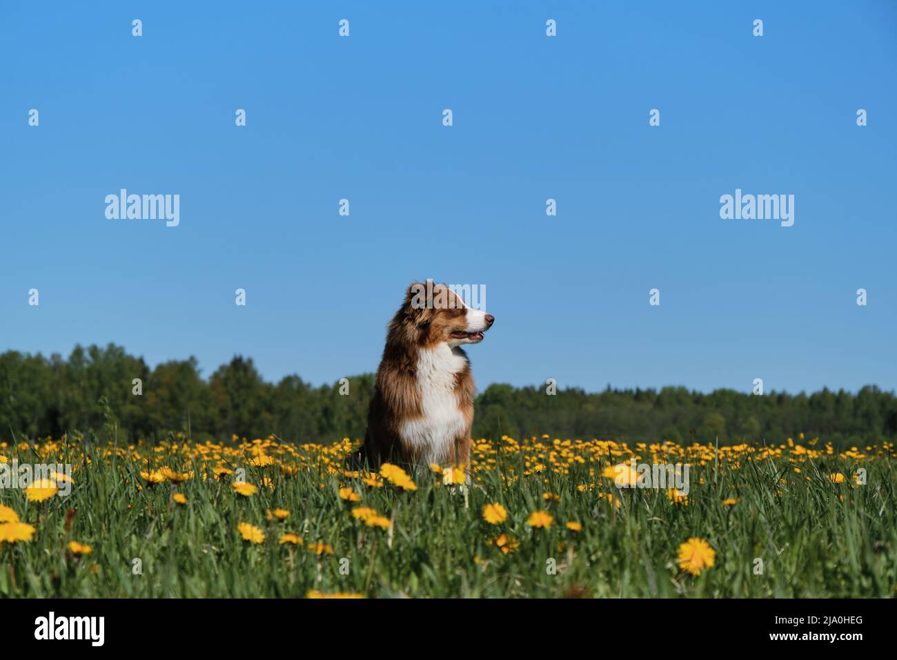 Der junge braune australische Schäferhund sitzt im Dorf auf dem Feld der gelben Dornen und posiert am sonnigen Frühlingstag gegen den klaren blauen Himmel. Stockfoto