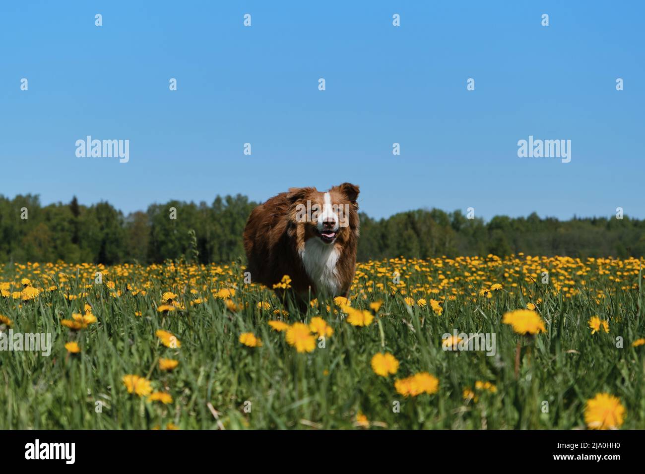 Der junge braune australische Schäferhund läuft am sonnigen Frühlingstag fröhlich im Feld der gelben Elendelionen. Vollblut-Hund Aussie zwischen wilden Blumen. Funn Stockfoto