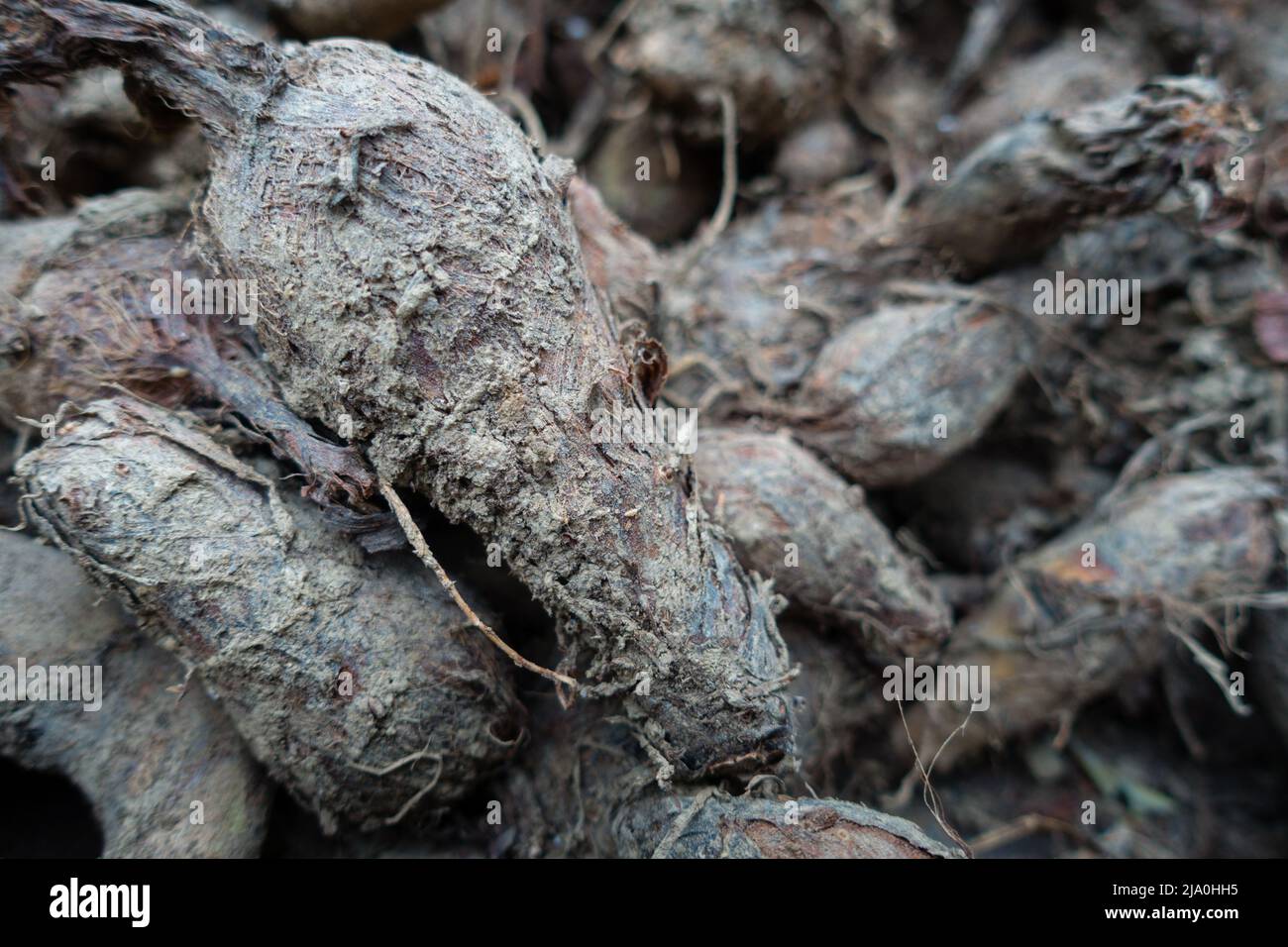 Eine Nahaufnahme von Tarowurzeln, Colocasia esculenta. Eine tropische Pflanze, die hauptsächlich wegen ihrer essbaren Kormkrauten angebaut wird. Uttarakhand Indien. Stockfoto