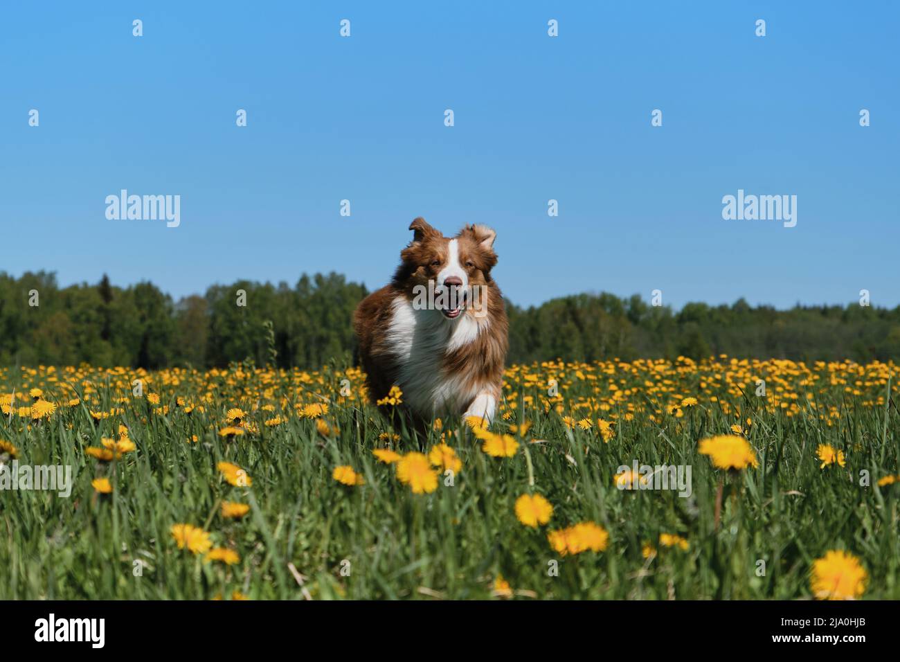 Der junge braune australische Schäferhund läuft am sonnigen Frühlingstag fröhlich im Feld der gelben Elendelionen. Vollblut-Hund Aussie zwischen wilden Blumen. Funn Stockfoto