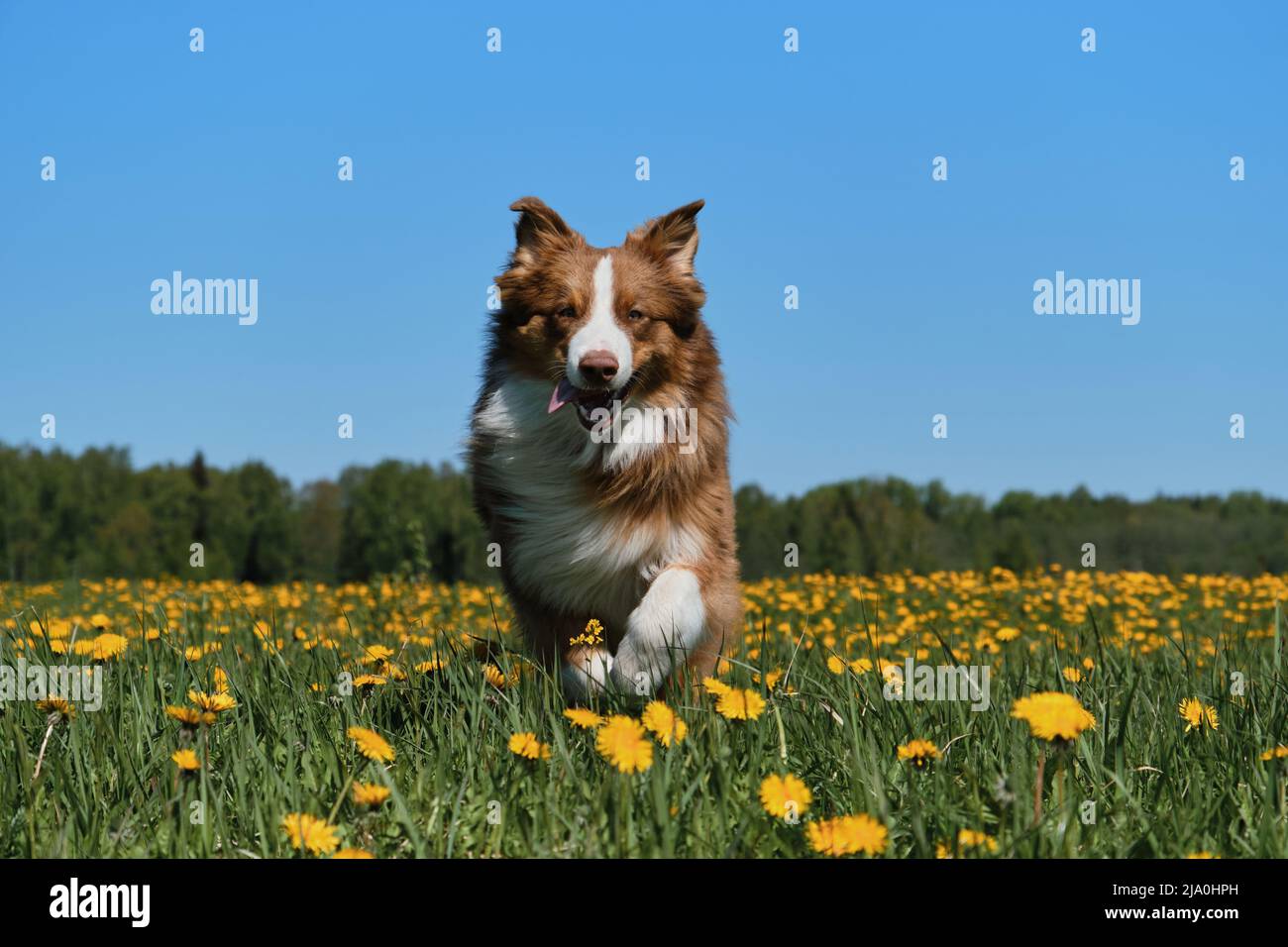 Der junge braune australische Schäferhund läuft am sonnigen Frühlingstag fröhlich im Feld der gelben Elendelionen. Vollblut-Hund Aussie zwischen wilden Blumen. Funn Stockfoto
