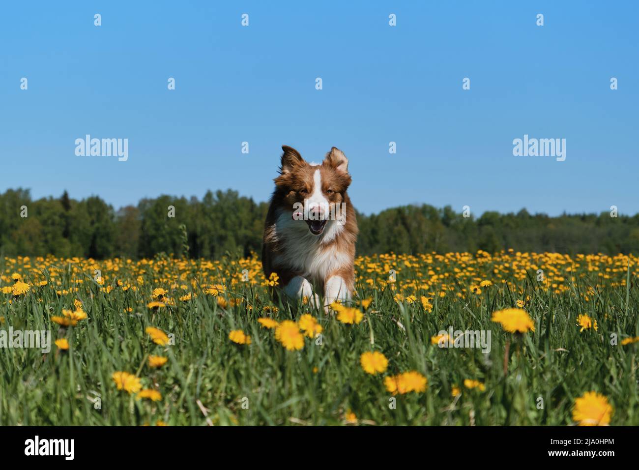 Der junge braune australische Schäferhund läuft am sonnigen Frühlingstag fröhlich im Feld der gelben Elendelionen. Vollblut-Hund Aussie zwischen wilden Blumen. Funn Stockfoto
