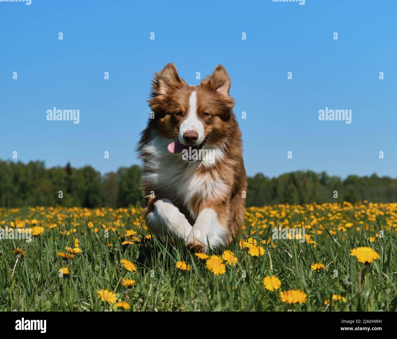 Der junge braune australische Schäferhund läuft am sonnigen Frühlingstag fröhlich im Feld der gelben Elendelionen. Vollblut-Hund Aussie zwischen wilden Blumen. Funn Stockfoto