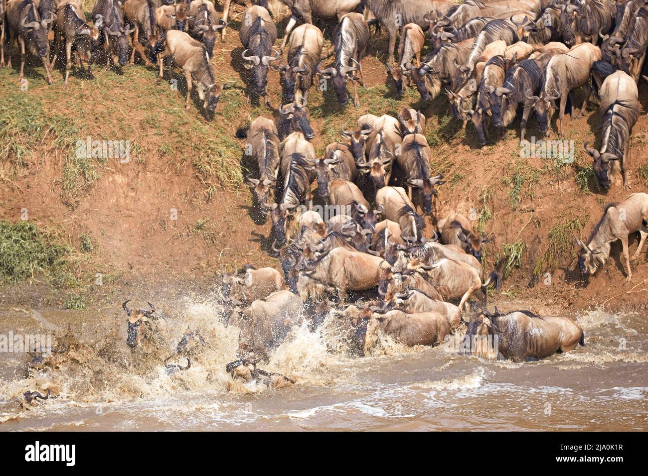 Die Gnus-Wanderung (GNU) Mara zwischen Kenia und Tansania, Narok County, Afrika. Stockfoto