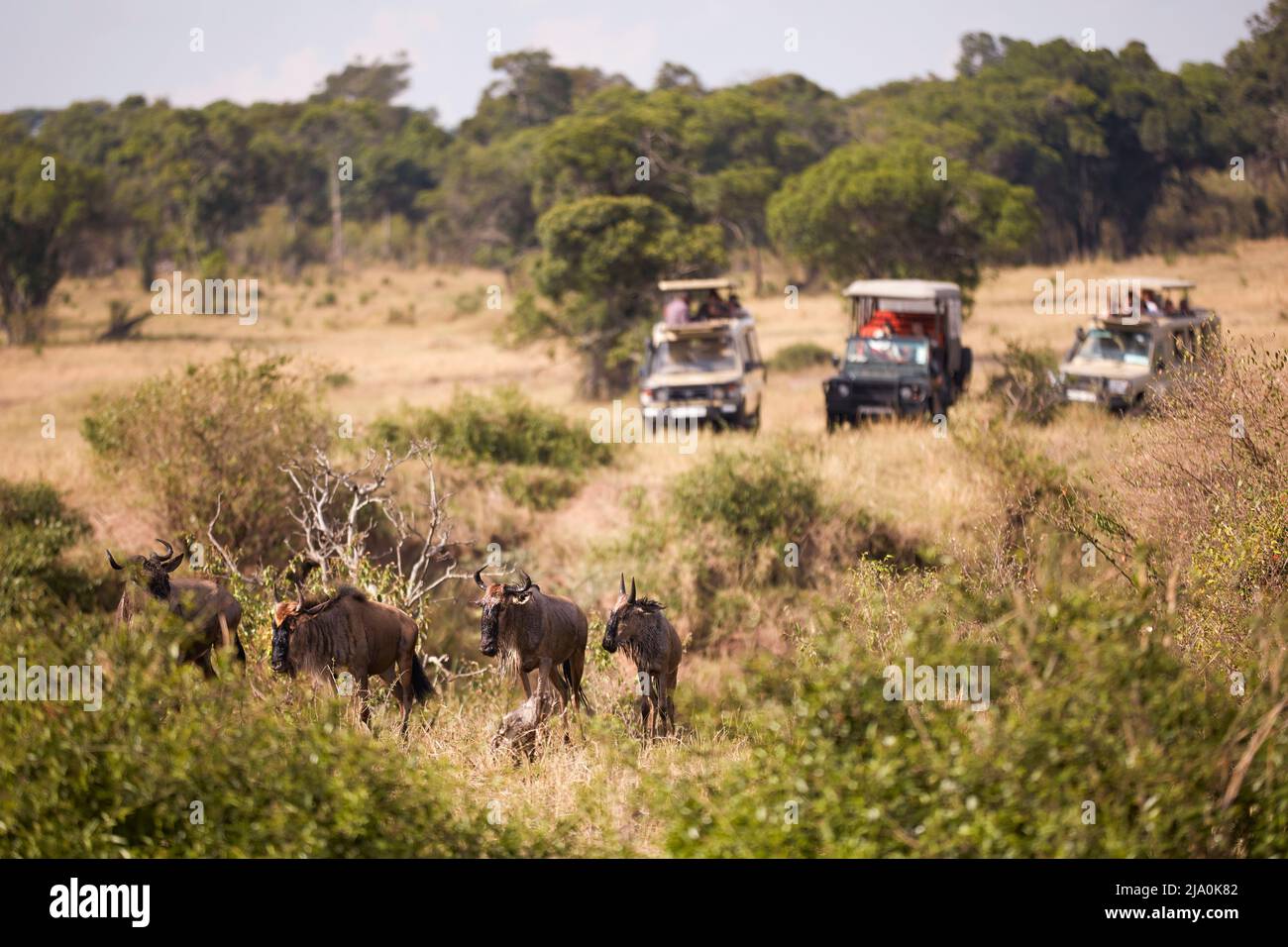 Geländewagen im Geländewagen nach der Gnus-Wanderung, Serengeti-Nationalpark, Tansania, Afrika. Stockfoto