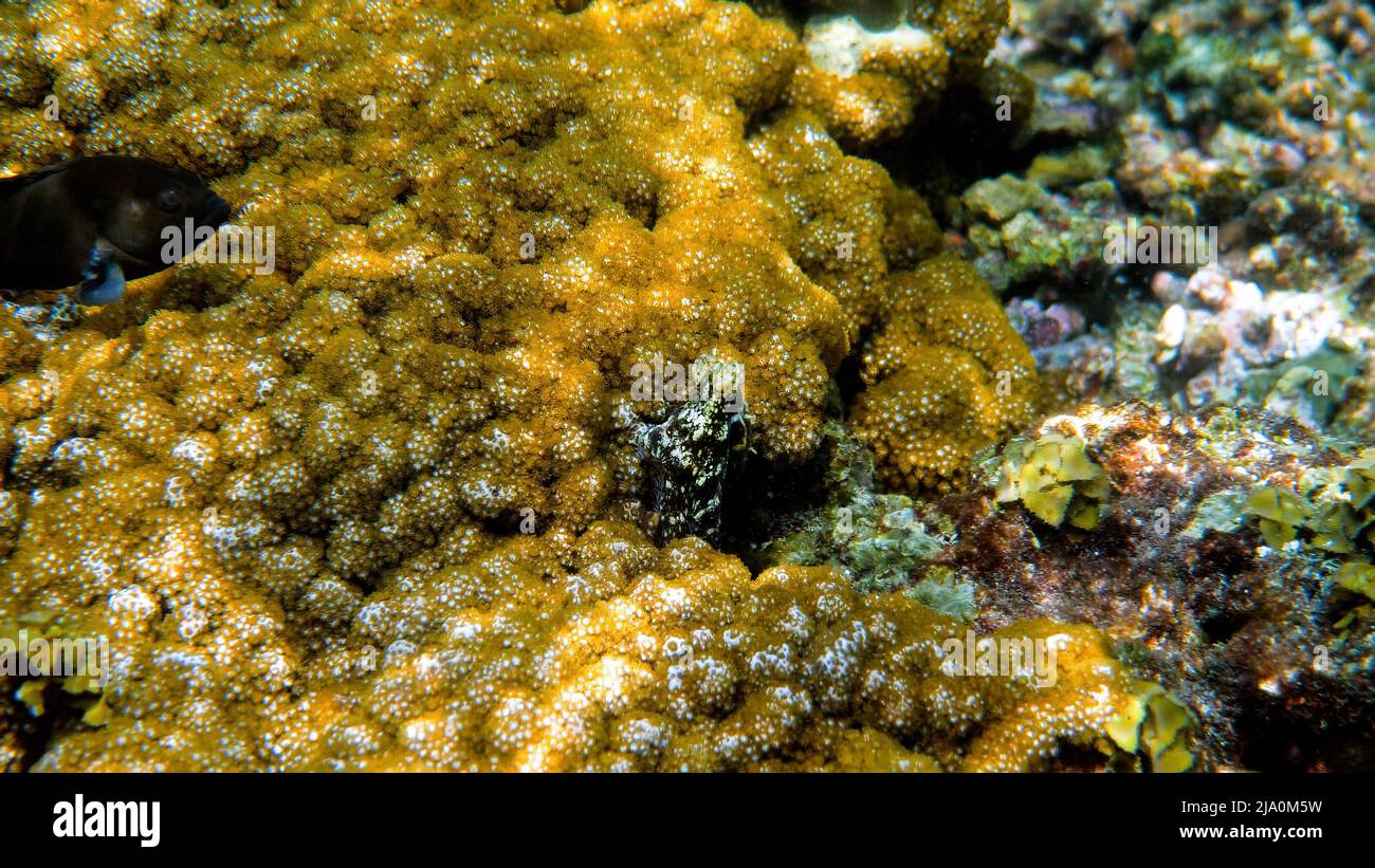 Unterwasserfoto von kleinen Tintenfischen, die in einer tropischen exotischen Bucht zwischen Korallen und kristallklarem Meer schwimmen. Gemeiner Riffoktus, getarnt zwischen Algen und Stockfoto