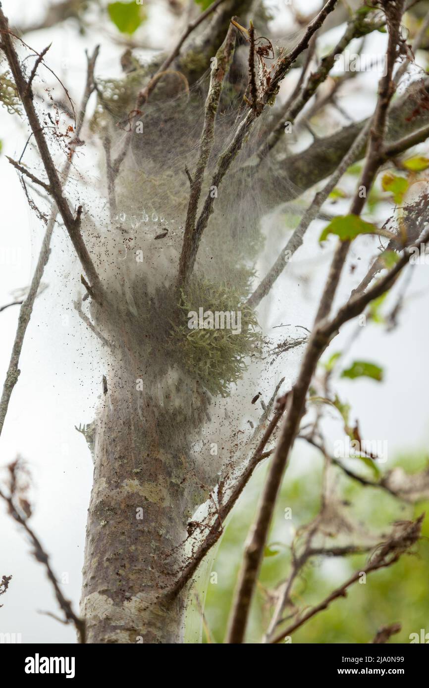 Gespenstisch seidenfarbenes Gurtband, das Baum in Perthshire bedeckt Stockfoto