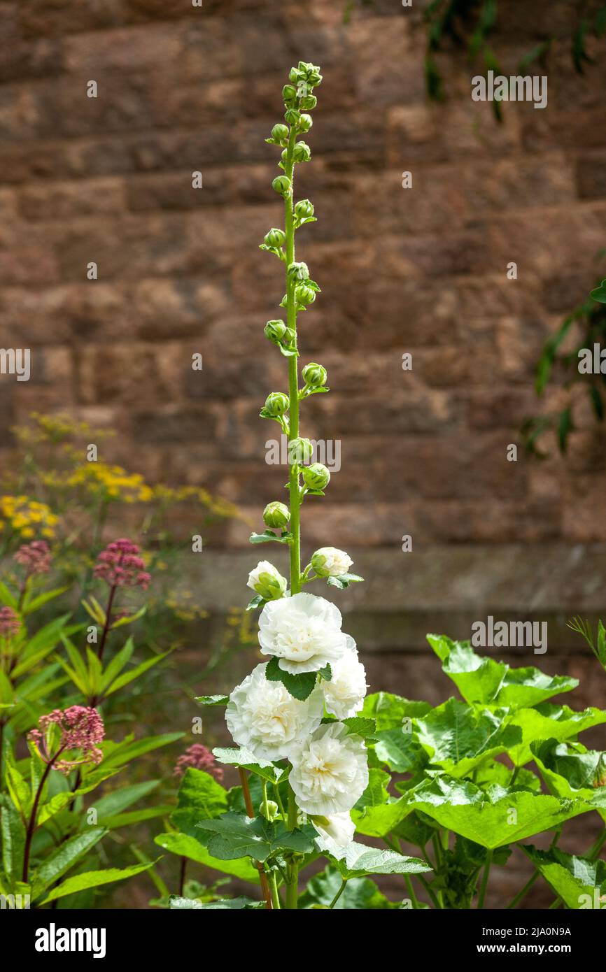 Ein Hollyhock mit weißen Blüten in Blüte im August, Schottland Stockfoto
