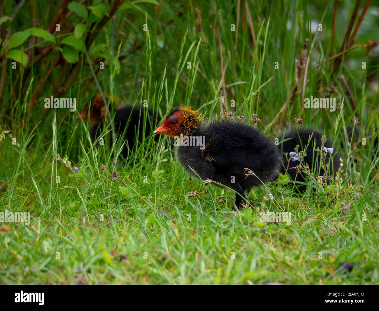 Baby Coot in den Gräsern an der Seite eines Teiches Stockfoto