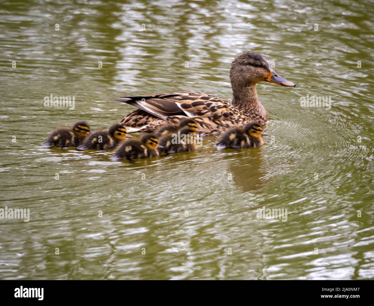 Mallard Duck mit ihrer sehr jungen Familie Stockfoto