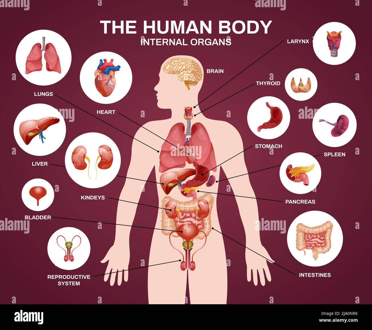 Innere menschliche Organe Silhouette Komposition mit menschlichen Körper innere Organe Überschrift und Beschreibungen in Kreisen Vektor-Illustration Stock Vektor