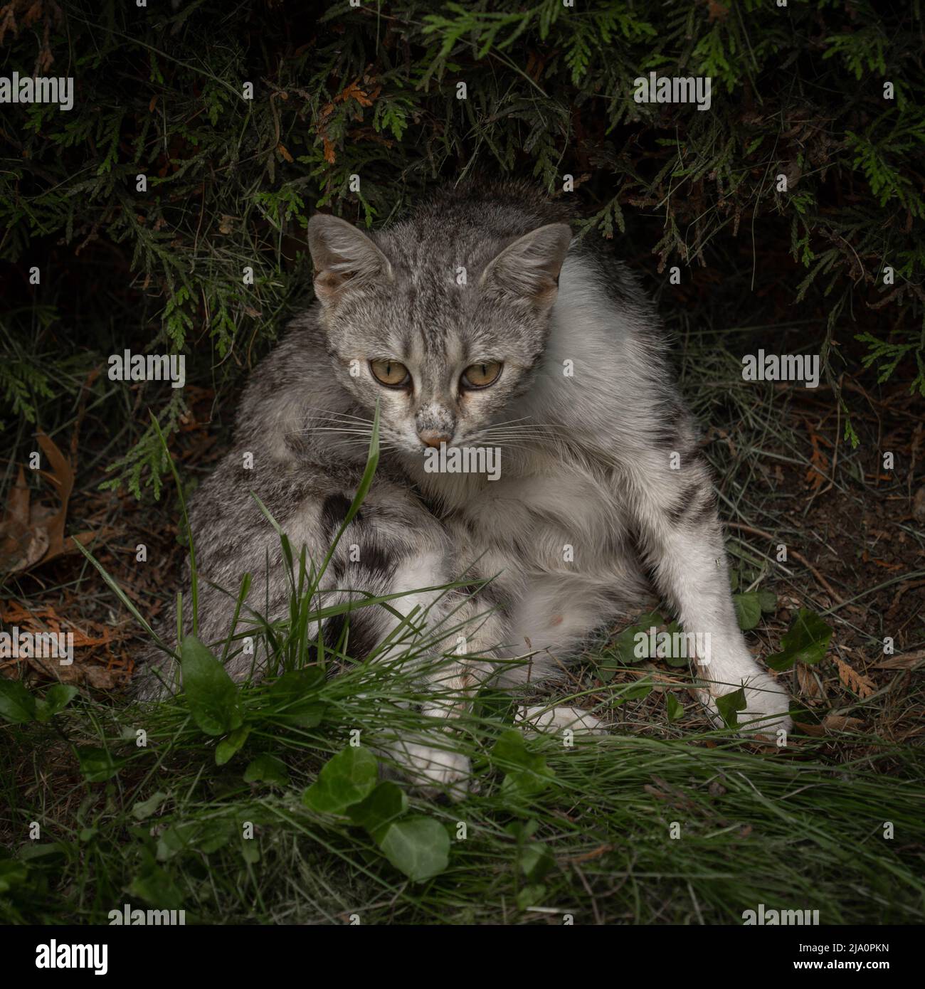 Sofia, Bulgarien - 24.05.2022, Eine tabby Katze sitzt im Garten mit dem dunklen Thuja Sträucher Hintergrund. Stockfoto