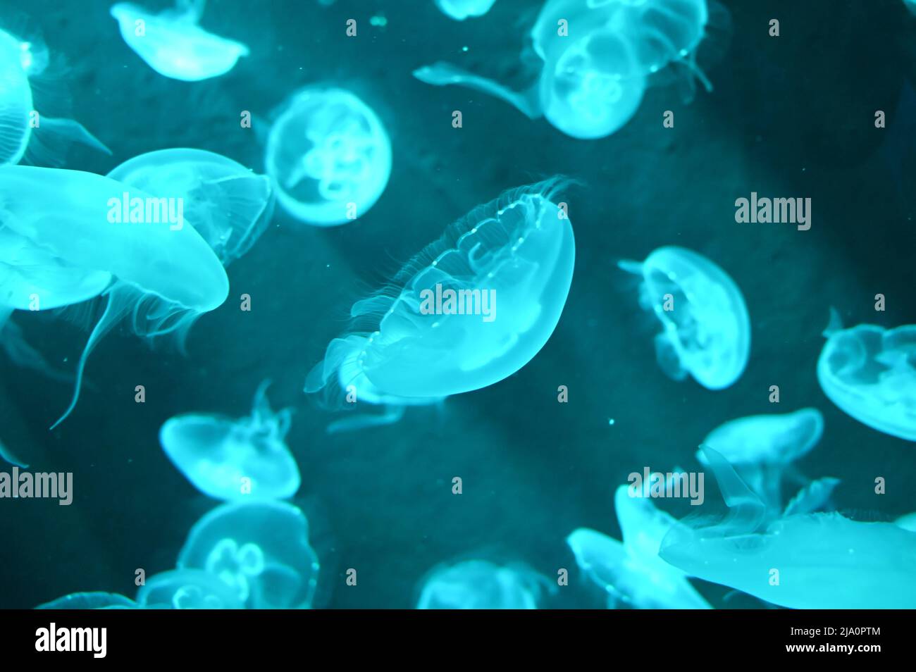 Aurelia aurita auch Mondquallen, Mondgelee oder Untertasse Gelee Schwimmen im Aquarium Gelee-Fisch-Tank genannt Stockfoto