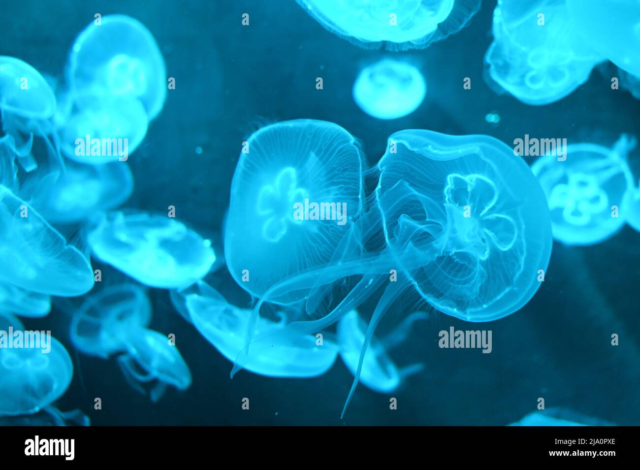 Aurelia aurita auch Mondquallen, Mondgelee oder Untertasse Gelee Schwimmen im Aquarium Gelee-Fisch-Tank genannt Stockfoto