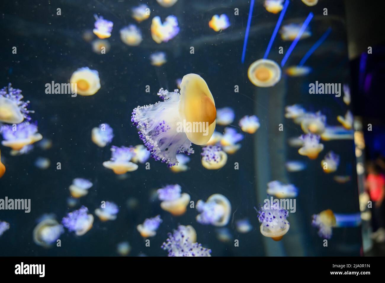 Gebratene Eierqualle, auch bekannt als Eigelb-Qualle, Phacellophora camtschatica beim Schwimmen im Aquarium-Gelee-Fischbecken Stockfoto