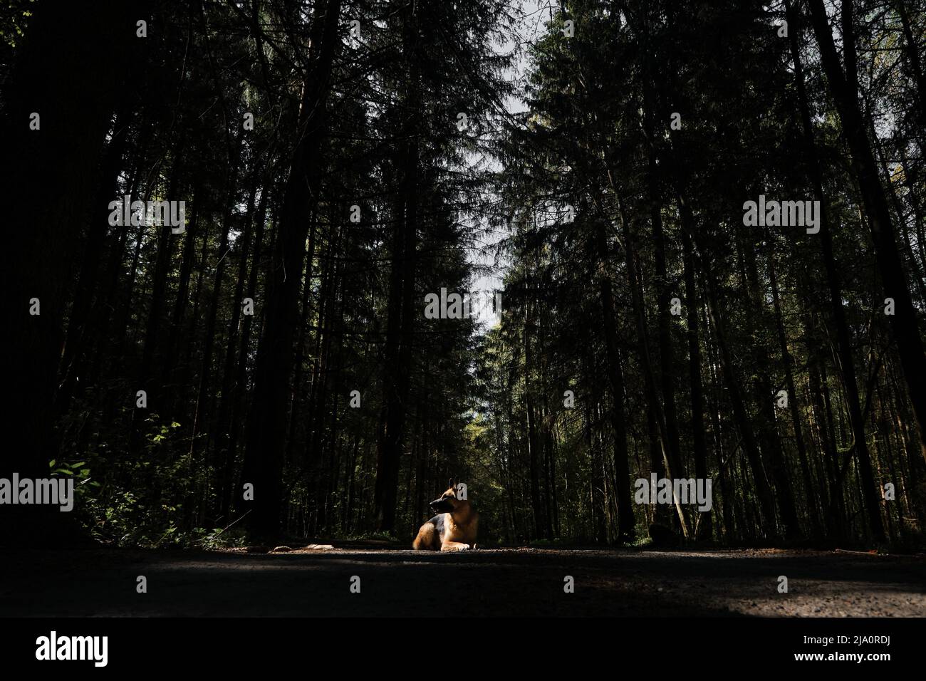 Deutscher Schäferhund liegt auf der Straße zwischen dichten Nadelwald im Strahl des Sonnenlichts und stellt schön. Vollblut Haushund in Kiefernwald auf t Stockfoto