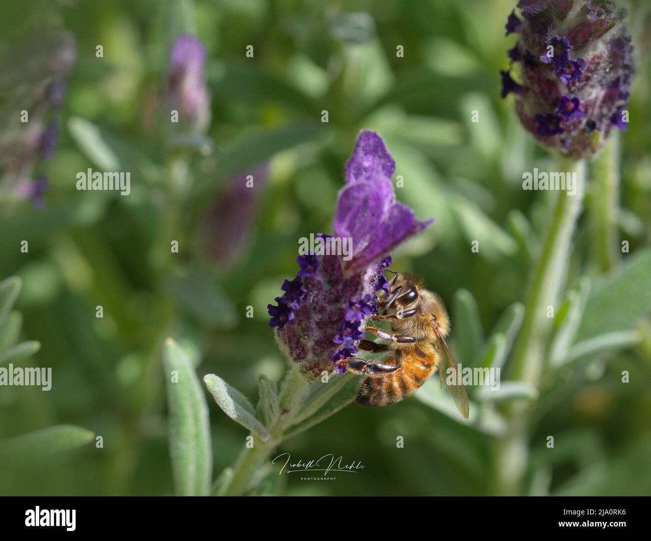 Makrofotografie einer Honigbiene und Lavendel Stockfoto