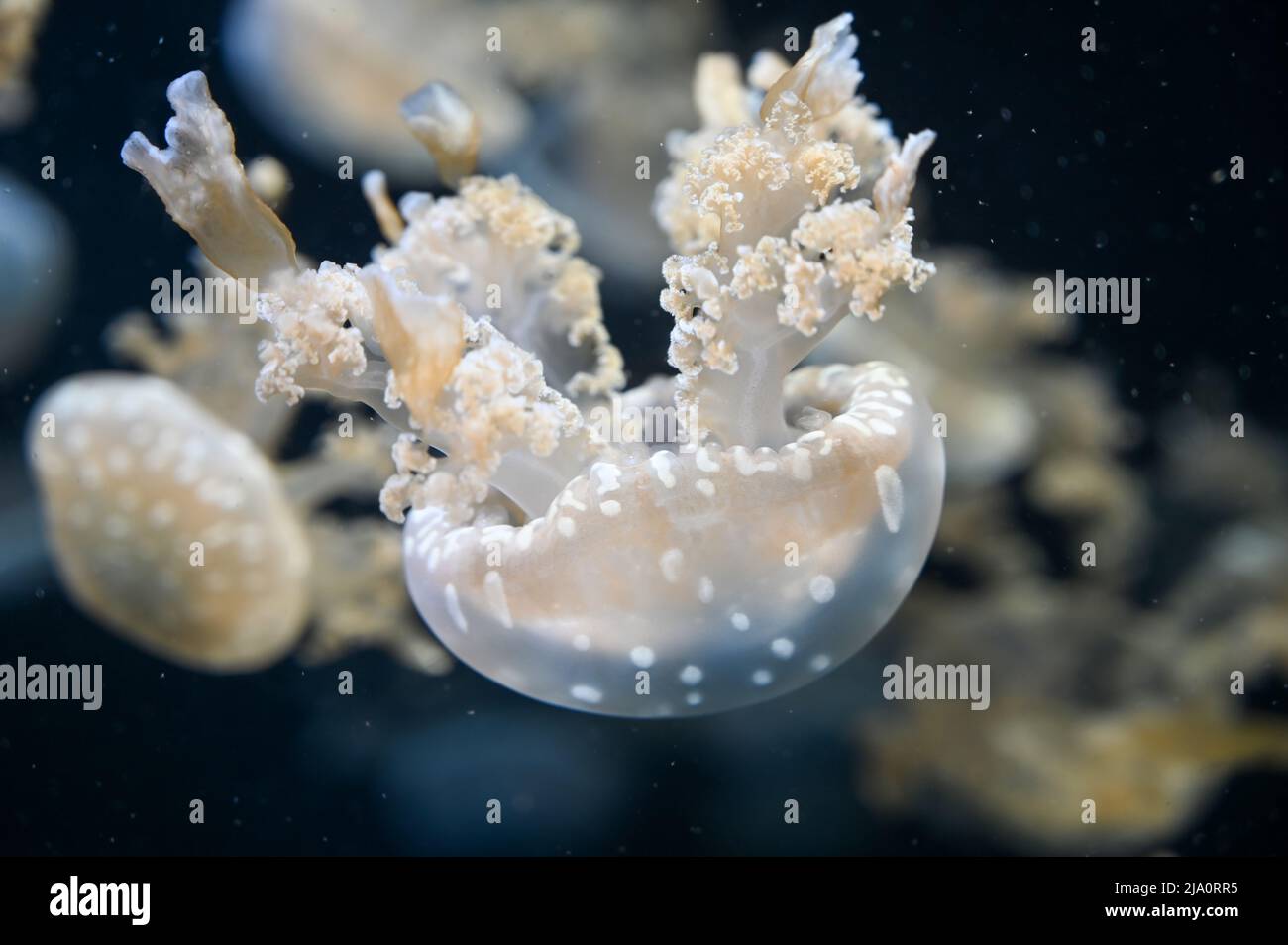 Weiß gefleckte Quallen auch als Phyllorhiza punctata, schwimmende Glocke, australisch gefleckte Quallen, braune Quallen oder die weiß gefleckte Quallen bekannt Stockfoto