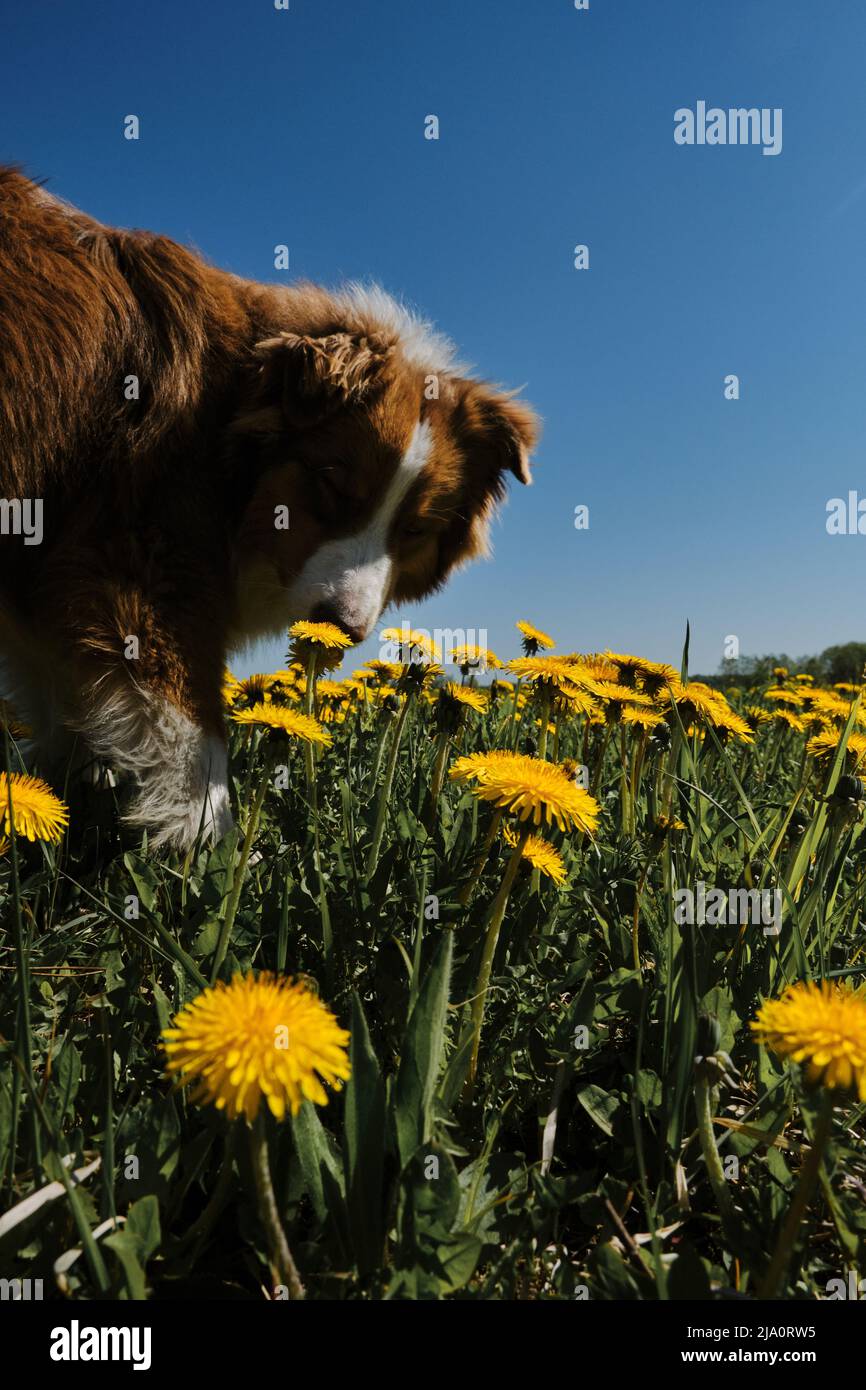 Der australische Schäferhund läuft im Feld der gelben Frühlingszandelionen, schnüffelt Blumen und genießt das Leben. Aussie Welpen rot tricolor im Feld der wilden Blumen Stockfoto