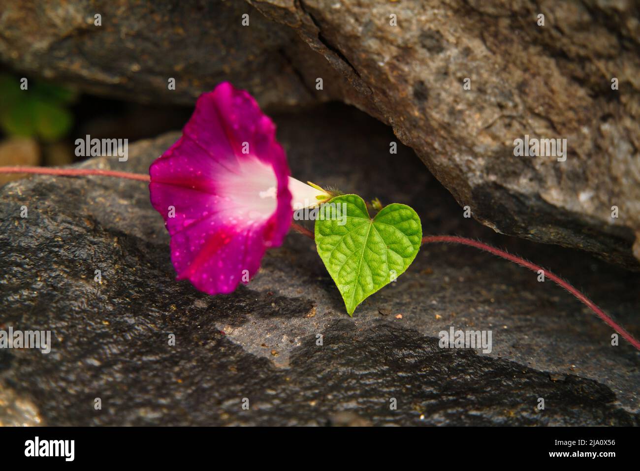 Red Morning Glory Ipomoea Indica Heavenly Blue Moonflower Morning Glory Scarlett O'Hara Morning Glory Stockfoto