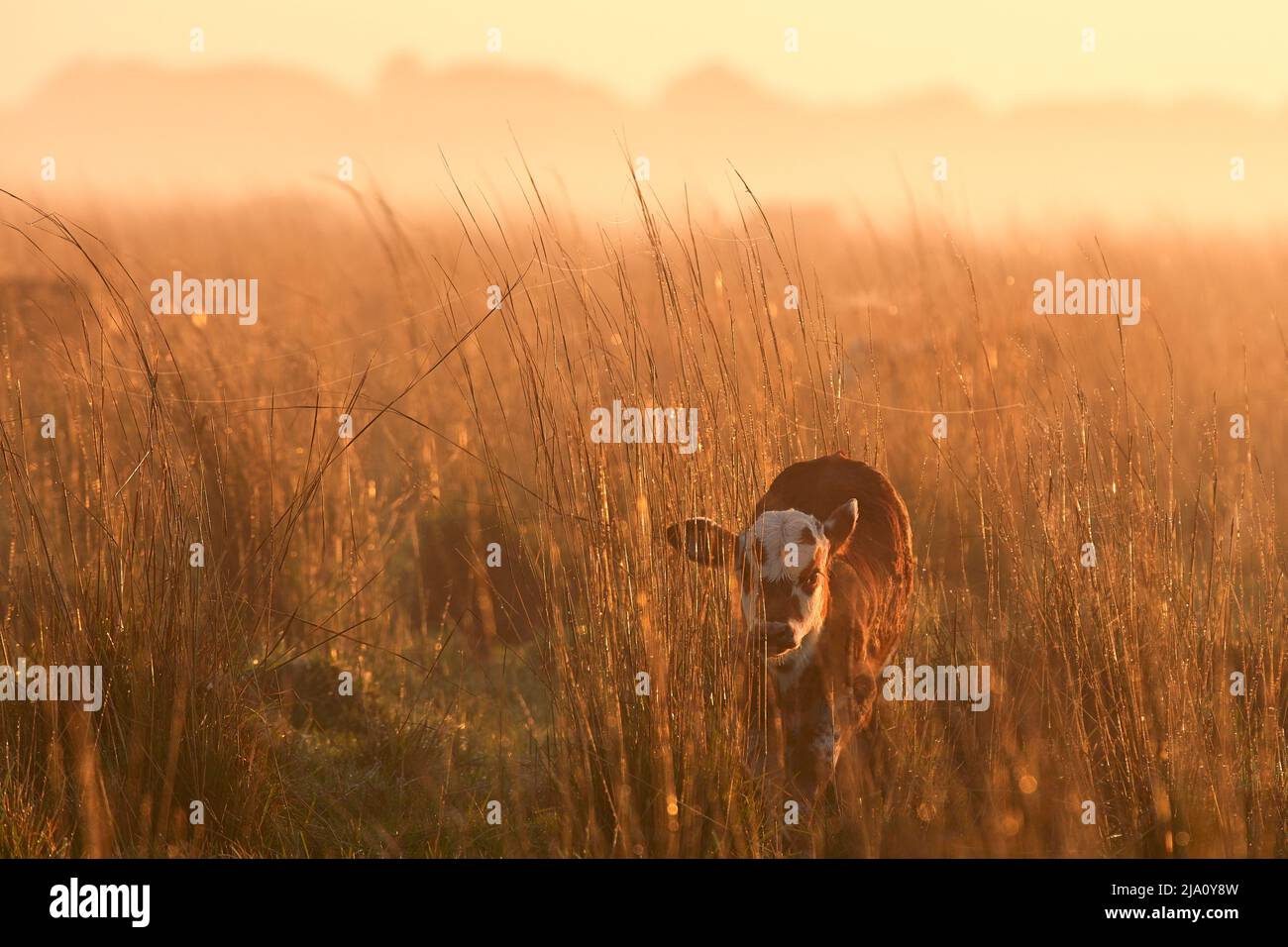Ein Kalb, das im Morgengrauen zwischen dem Gras der Estancia Buenavista in der Provinz Corrientes, Argentinien, steht. Stockfoto