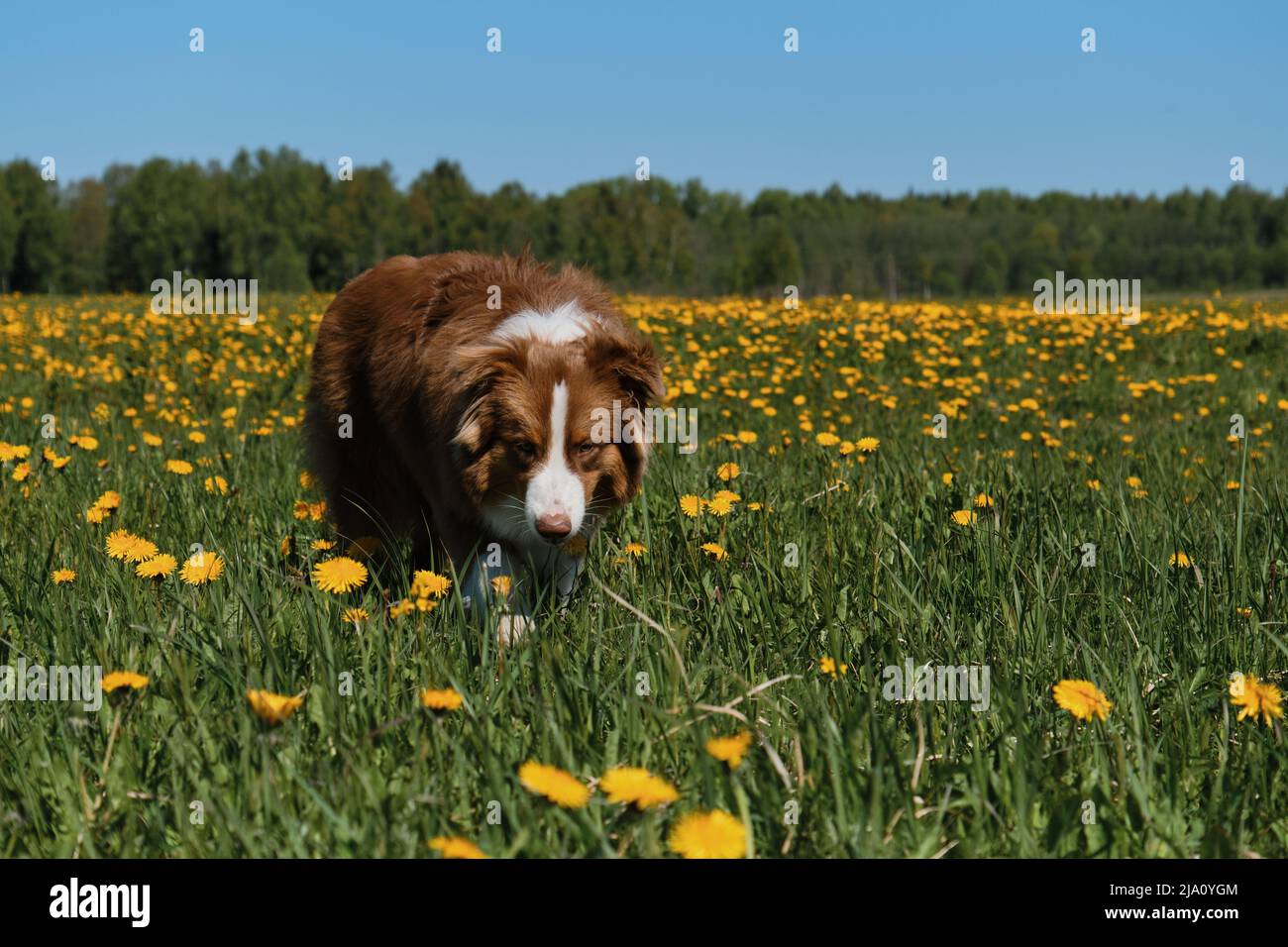 Der australische Schäferhund läuft im Feld der gelben Frühlingszandelionen, schnüffelt Blumen und genießt das Leben. Aussie Welpen rot tricolor im Feld der wilden Blumen Stockfoto