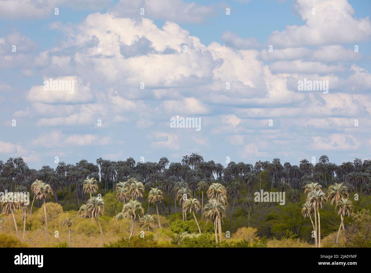 Die Landschaft im Nationalpark El Palmar, Concordia, Entre Rios, Argentinien. Stockfoto