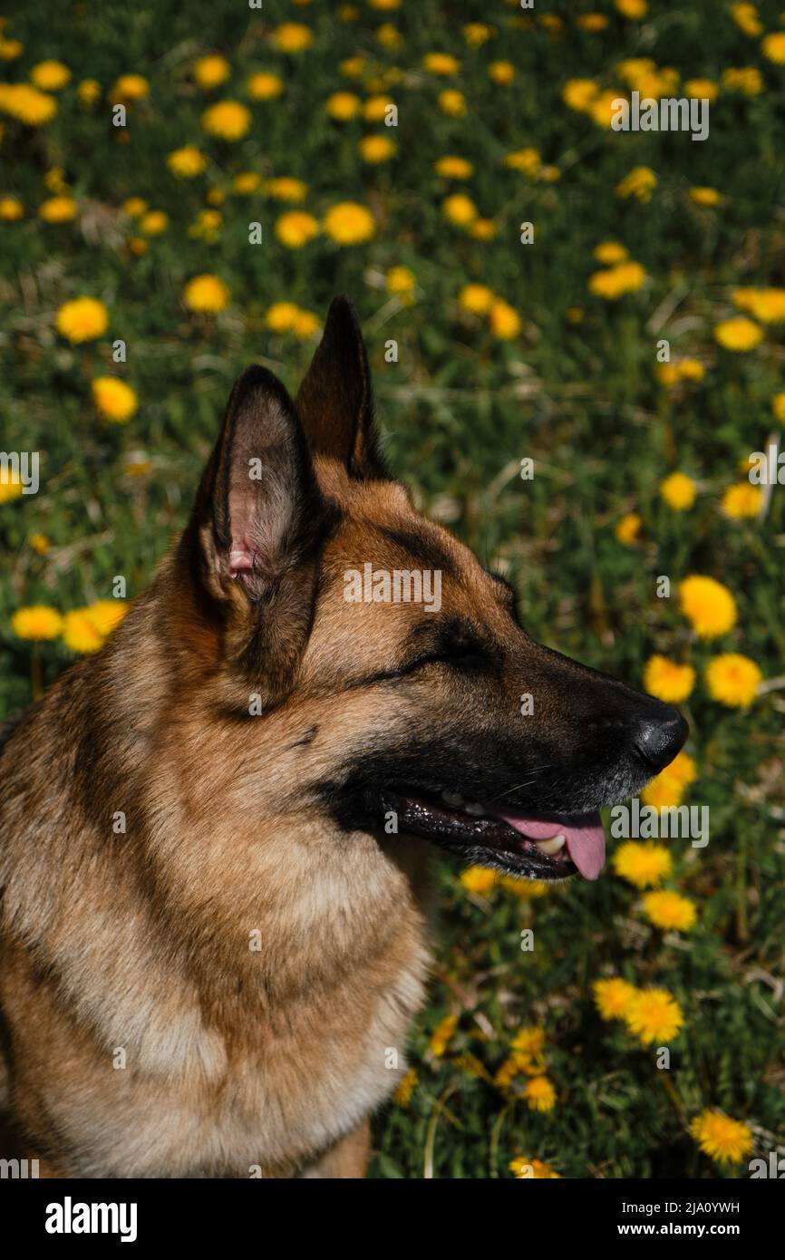 Schöne junge Schäferhund sitzt im Feld der gelben Frühling-Elandelionen, lächelnd und das Leben genießen. Inländischer Vollblut-Hund in Wildblumen. Po Stockfoto