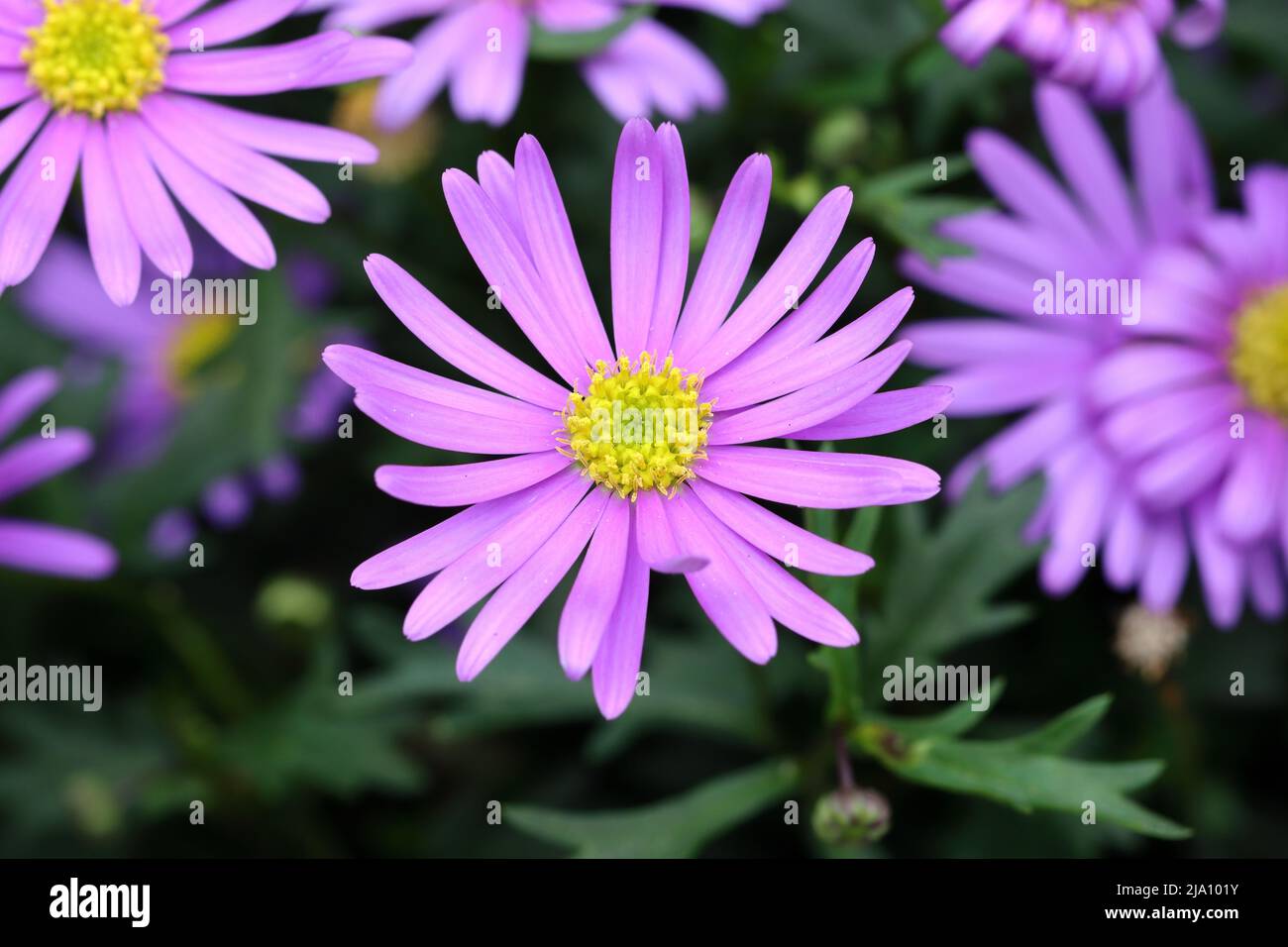 Nahaufnahme einer frischen, blauen Brachyscome-Multifida-Blume vor einem natürlichen, unscharfen Hintergrund, Blick von oben Stockfoto