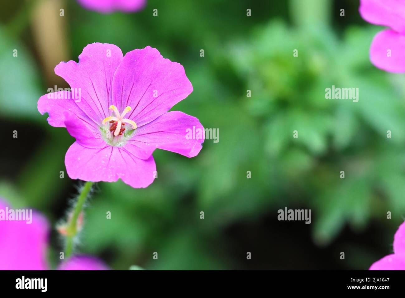 Nahaufnahme einer einzelnen rosa Geranienblume in einem Blumenbett, Kopierbereich Stockfoto