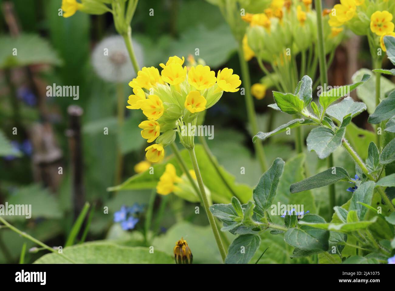 Nahaufnahme einer gelben primula-Blume in einem Garten Stockfoto