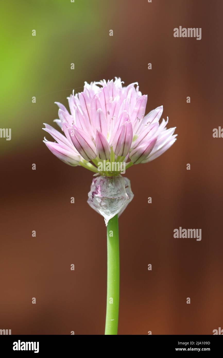 Nahaufnahme einer einzelnen Schnittlauch-Blume vor einem grünen und braunen unscharfen Hintergrund, Seitenansicht Stockfoto