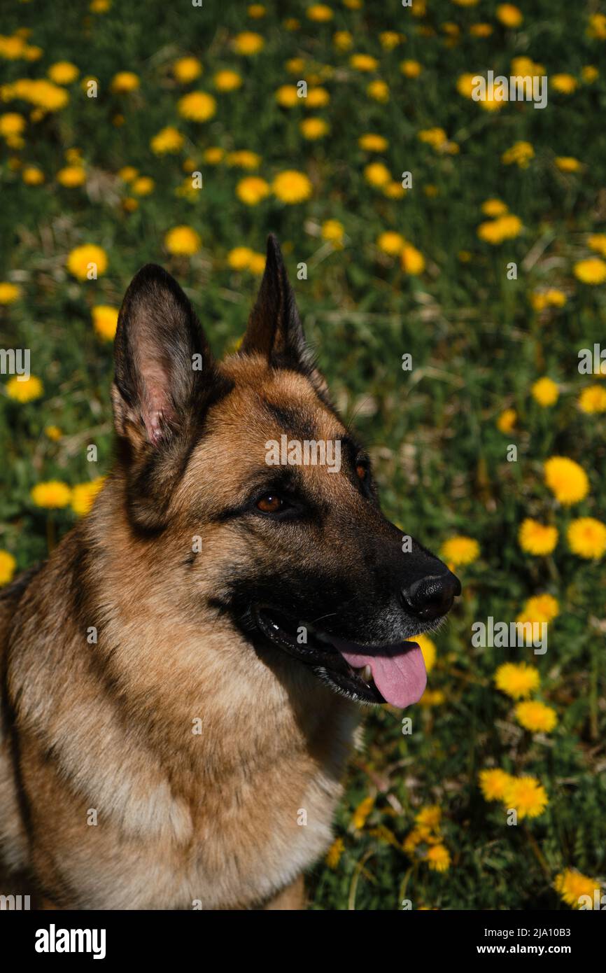 Schöne junge Schäferhund sitzt im Feld der gelben Frühling-Elandelionen, lächelnd und das Leben genießen. Inländischer Vollblut-Hund im Bereich der wilden fl Stockfoto
