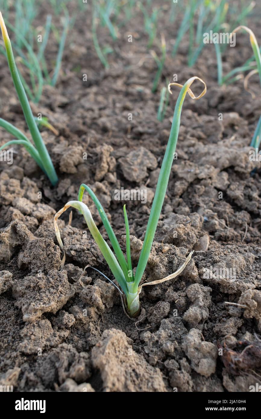 Zwiebelpflanze im Boden mit trockenen Blattspitzen, Tip Burn oder Tip Blight Krankheit, Ertrag Schaden Stockfoto