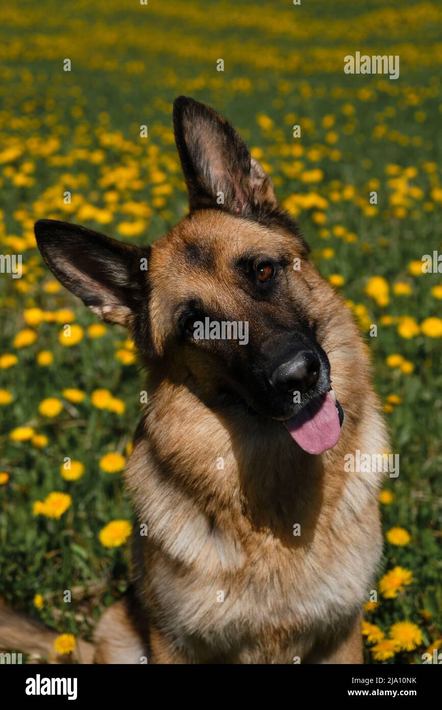 Schöne junge Schäferhund sitzt im Feld der gelben Frühling-Elandelionen, lächelnd und das Leben genießen. Inländischer Vollblut-Hund im Bereich der wilden fl Stockfoto
