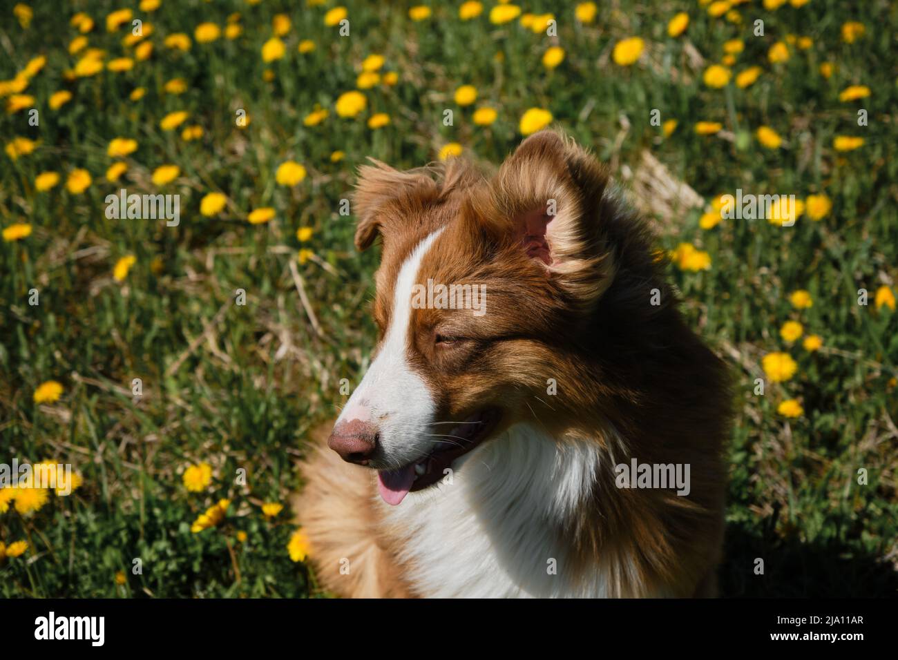 Australian Shepherd sitzt im Feld der gelben Frühlingszandelionen, lächelt und genießt das Leben. Aussie Welpen rot tricolor im Feld der wilden Blumen. Hochformat Stockfoto